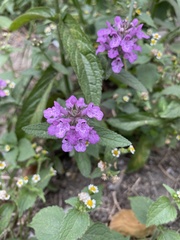 Stachys palustris