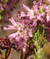 Erica uberiflora