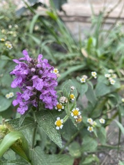 Stachys palustris