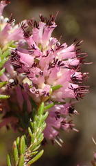 Erica uberiflora