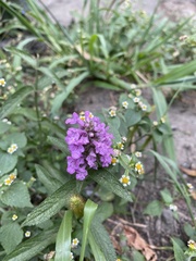 Stachys palustris