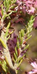 Erica uberiflora