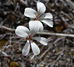 Pelargonium carneum