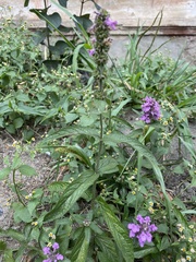 Stachys palustris