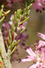 Erica uberiflora