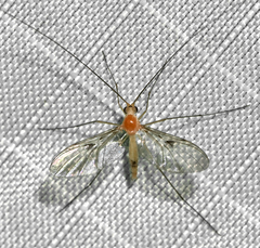 Macrocera inconcinna