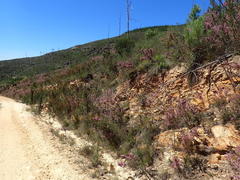 Erica uberiflora