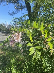 Robinia pseudoacacia