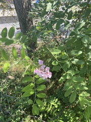 Robinia pseudoacacia