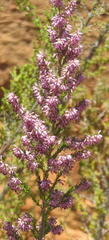 Erica uberiflora