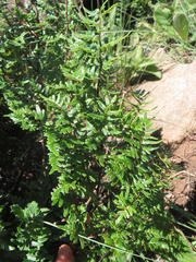 Cheilanthes quadripinnata