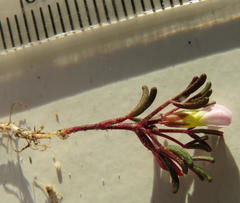 Oxalis pusilla