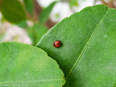 Pentilia chelsea