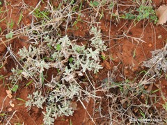 Teucrium gnaphalodes