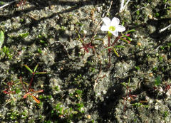 Oxalis pusilla
