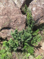 Cheilanthes quadripinnata