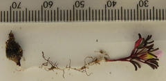 Oxalis pusilla