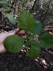 Cotinus obovatus