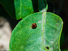 Pentilia chelsea