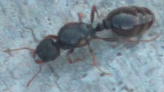 Tetramorium immigrans