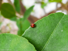 Pentilia chelsea