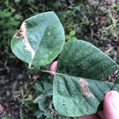 Cosmopterix lespedezae