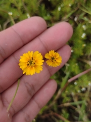 Tridax trilobata