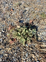 Potentilla fragiformis