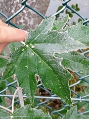 Populus alba