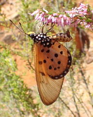 Acraea neobule neobule