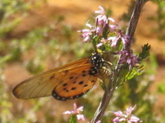 Acraea neobule neobule
