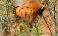 Acraea neobule neobule