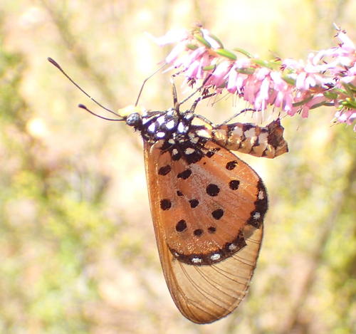 Wandering Donkey Acraea photo 6