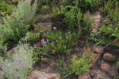 Pentanisia prunelloides prunelloides