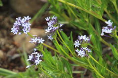 Pentanisia prunelloides prunelloides