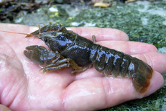 Austropotamobius pallipes