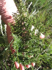 Cheilanthes quadripinnata