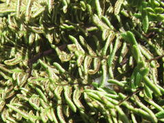 Cheilanthes quadripinnata