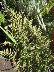 Cheilanthes quadripinnata