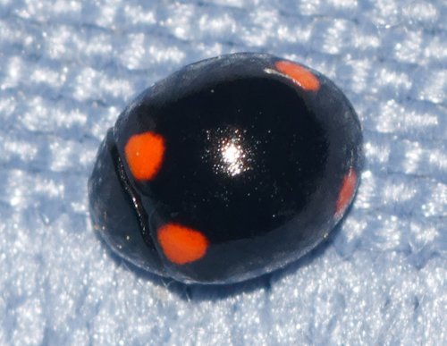 Four-spotted Lady Beetle