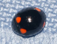 Brachiacantha quadripunctata