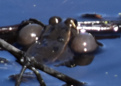 Lithobates kauffeldi