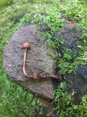 Ophiocordycipitaceae