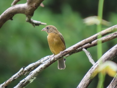 Passerina rositae