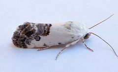 Ponometia phecolisca