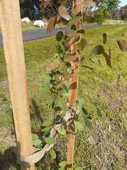 Eucalyptus yarraensis