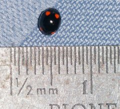 Brachiacantha quadripunctata