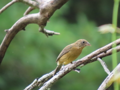 Passerina rositae