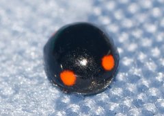 Brachiacantha quadripunctata