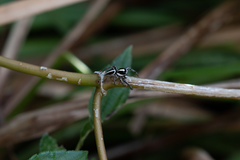 Leptofreya